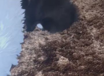 netherlands/sallandse-heuvelrug-national-park/shop/bebe-olanda