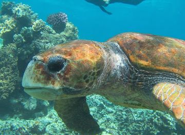 new-caledonia/poindimie/shop/aqualagoon-poindimie