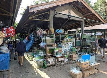 indonesia/yogyakarta/shop/pasthy-love-bird-market-yogyakarta