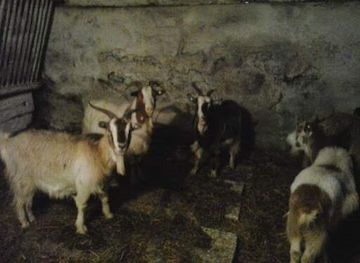 romania/bran-moieciu/shop/stefan-mihail