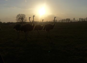 lithuania/anyksciai-treetop-walking-path/shop/safari-parkas
