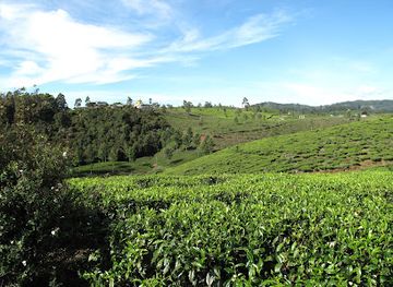 sri-lanka/hill-country/shop/pedro-tea-center-and-factory