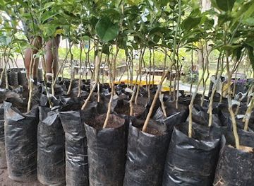 vanuatu/paama/shop/family-fresh-farm