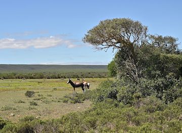 south-africa/de-hoop-nature-reserve/shop/fig-tree-restaurant