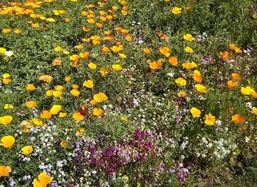 united-kingdom/isle-of-mull/shop/glengorm-gardens-and-florist