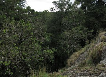 kenya/mount-elgon-national-park/shop/mt-elgon-forest-reserve