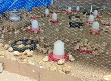 burundi/bugesera/shop/peal-poultry-east-africa-limited