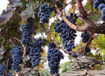 switzerland/klosters/shop/wine-selection-4u