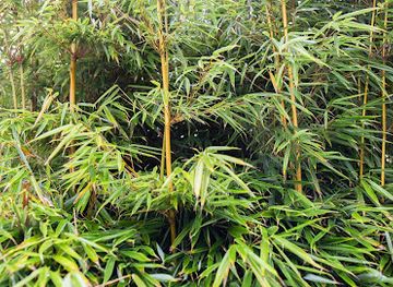 netherlands/west-friesland/shop/bamboeloe