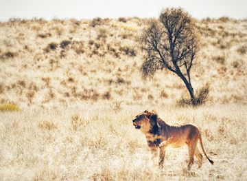 botswana/kgalagadi-transfrontier-park/shop/kgalagadi-transfrontier-park