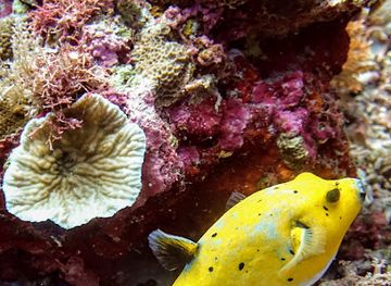 philippines/malapascua-island/shop/evolution-recreational-and-technical-diving