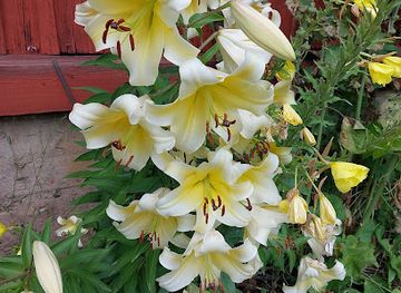 sweden/dalsland/shop/fengersfors-froskogs-lanthandel