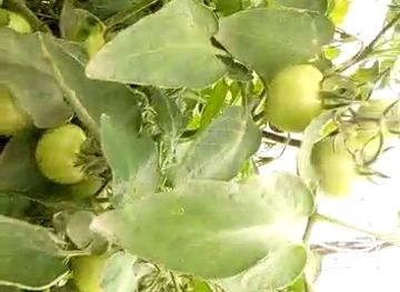 bahrain/jebel-dukhan/shop/Alwafi-Lalmwashe