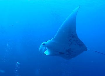 palau/ngchelobel/shop/german-channel