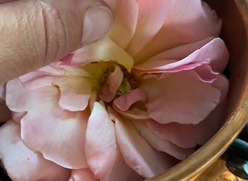 isle-of-man/snaefell/shop/skin-and-scent