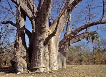 zambia/victoria-falls/shop/the-big-tree-victoria-falls