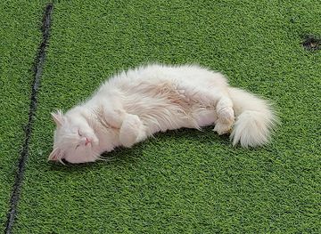 malaysia/cameron-highlands/shop/cat-house-cameron-highlands