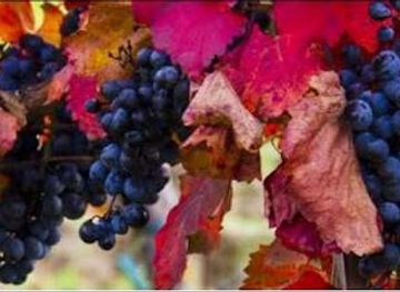 denmark/horsens/shop/italian-vinimport-dk-a-s