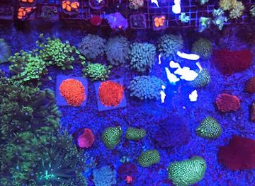 liechtenstein/balzers/shop/colorals-zilian-coral-farm