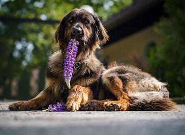 austria/gurktal/shop/barferia-og
