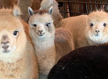 maine/kennebec-county/shop/stoney-ridge-alpaca-farm-store-llc