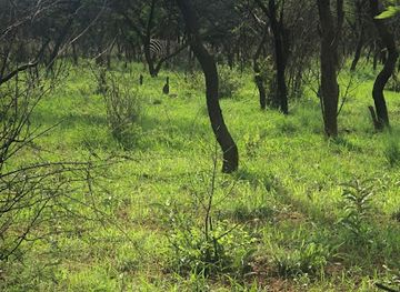 zimbabwe/matabeleland-north/shop/tshabalala-game-sanctuary
