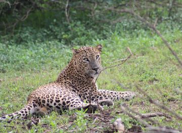 sri-lanka/yala-national-park/shop/manu-yala-safari-tours