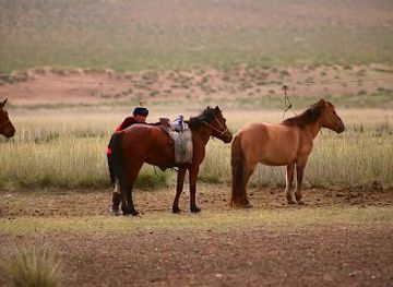 mongolia/dzungarian-basin/shop/dornod-khiits