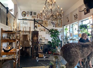 colorado/denver/shop/the-learned-lemur