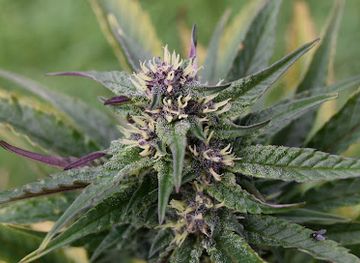 vermont/mount-mansfield/shop/vermont-flower-company-cbd