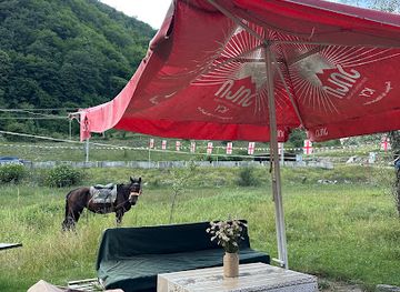 georgia/pshavi/shop/green-swamp