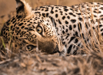 sri-lanka/yala-national-park/shop/yala-national-park