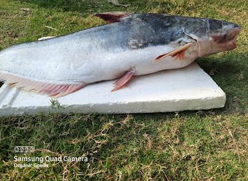 india/sundarbans/shop/organic-goods