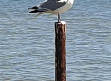 netherlands/texel-island/shop/silt-texel