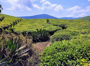 burundi/kibira-national-park/shop/kibira-national-park
