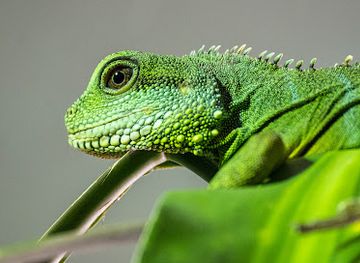 slovakia/donovaly-ski-resort/shop/croc-terrarium-studio-tropical-world-s-r-o