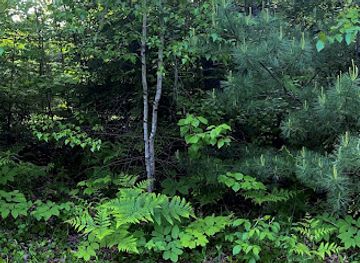 maine/piscataquis-county/shop/into-the-woods-creations