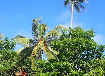 solomon-islands/rennell-and-bellona/shop/bellona-island