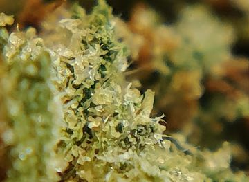 montana/polson/shop/alternative-releaf-llc