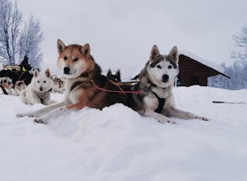norway/senja-island/shop/senja-husky-adventure-as