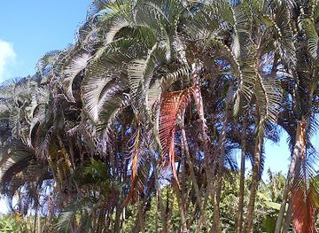 grenada/saint-andrew/shop/global-trade-gd