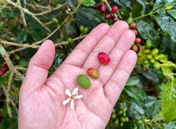 iceland/grundarfjorour-area/shop/valeria-specialty-coffee-souvenirs