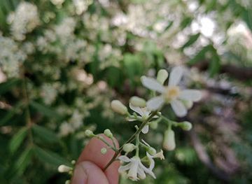 pakistan/thar-desert/shop/khalique-s-shopping-center