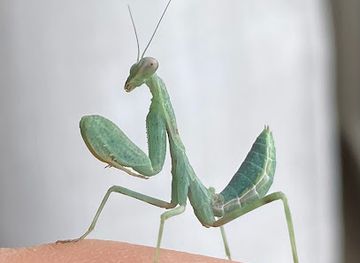 austria/innviertel/shop/reptilfutter