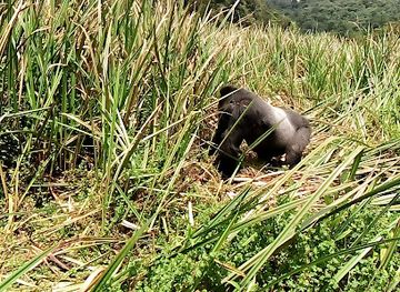 burundi/northern-highlands/shop/east-africa-bridge-tours