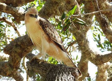sri-lanka/bundala-national-park/shop/bundala-safari-with-siri