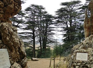 lebanon/qadisha-grotto/shop/cedars-of-god-bsharri
