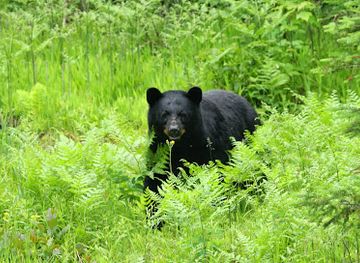 michigan/tahquamenon-falls-state-park/shop/tahquamenon-falls-riverboat-tours