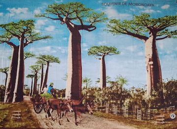 madagascar/menabe/shop/chez-mourtaza