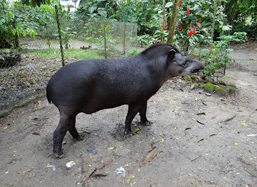 ecuador/napo-region/shop/parque-amazonico-la-isla